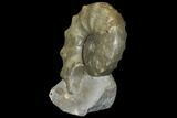 Fossil Triassic Ammonite (Ceratites) - Germany #130201-1